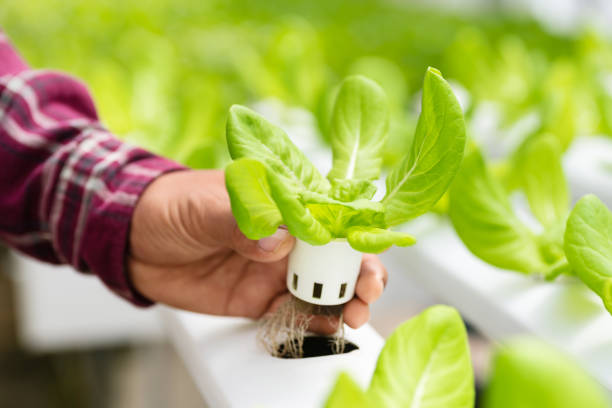 Hand holding hydroponic plant Hand holding lettuce plant growing in vegetable hydroponic farm flower pot photos stock pictures, royalty-free photos & images