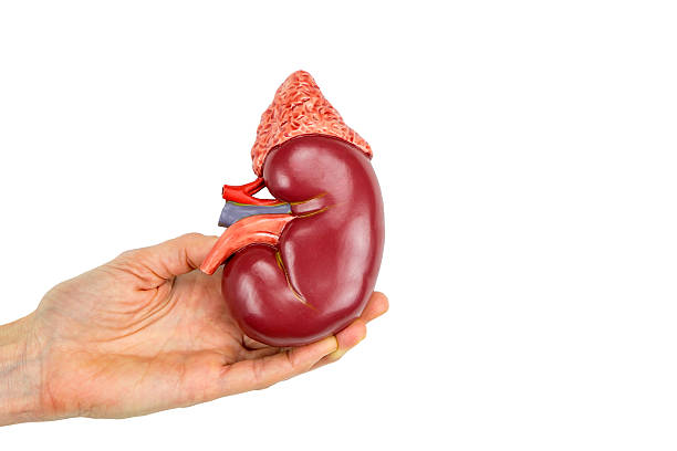 Hand holding kidney model on white background stock photo
