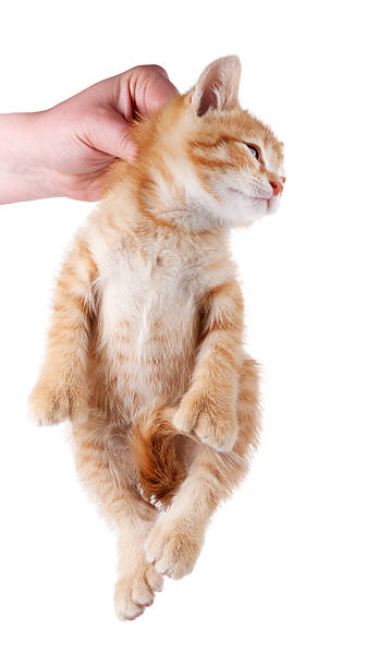 Hand holding kitten by scruff of neck isolated on white. stock photo