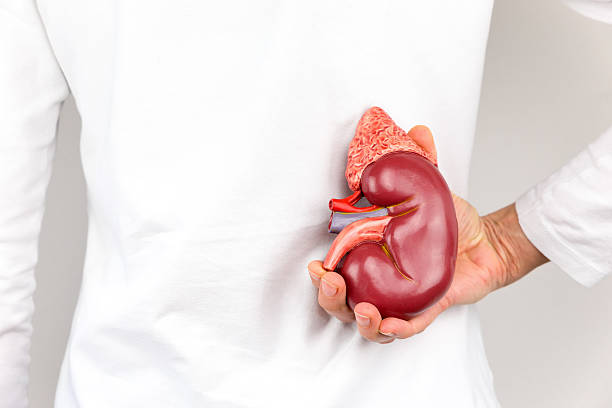 Hand holding model of human kidney organ at body stock photo