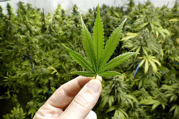 Hand Holding Small Marijuana Leaf with Cannabis Plants in Background stock photo