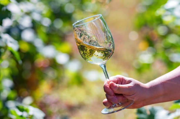 Hand holds glass with white wine next to grapes in vineyard stock photo