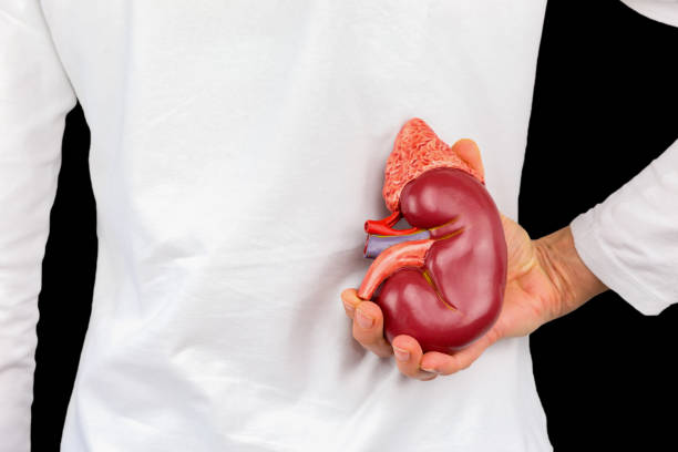 Hand holds human kidney model at white body stock photo