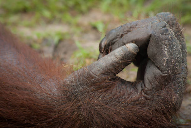 Best Orangutan Hand Stock Photos Pictures Royalty Free Best Orangutan Hand Stock Photos Pictures Royalty Free