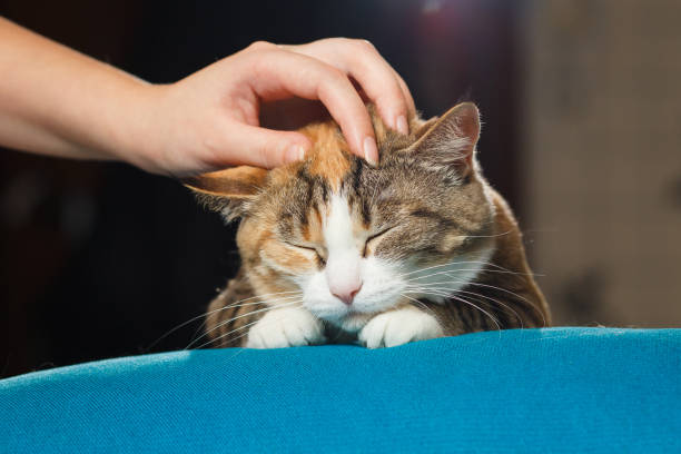 Hand of person stroking head of cute ginger cat stock photo