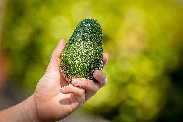 Hand Picking a Hass Avocado stock photo