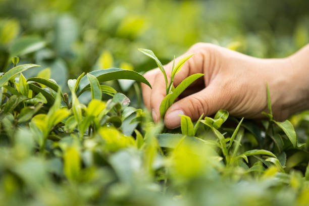 Hand picking tea leaves from tree in spring stock photo