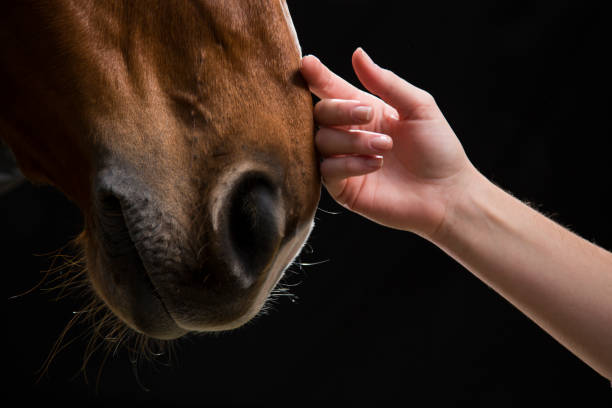 Hand stroking horse Loving touch - horse and the owner. Female hand stroking hors on the head. hugging  horse stock pictures, royalty-free photos & images