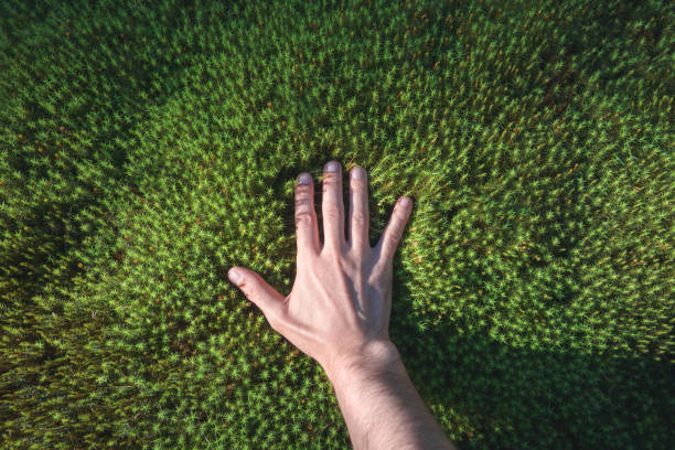 Photo of A hand touches a green forest moss. Point of view. Sunlight
