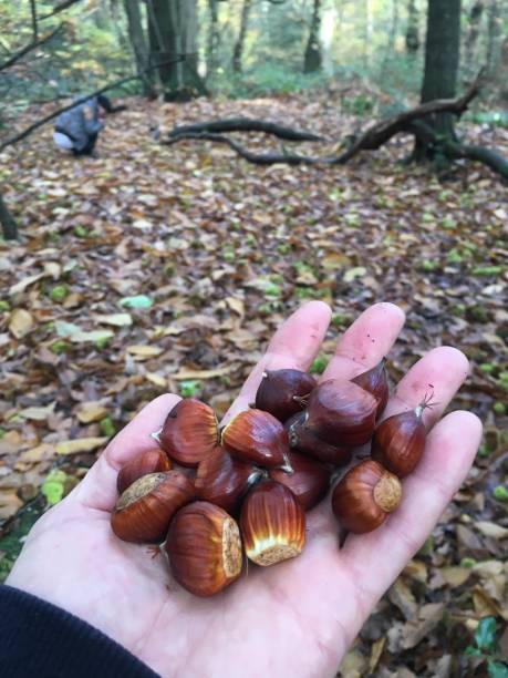 A handful of chestnuts stock photo