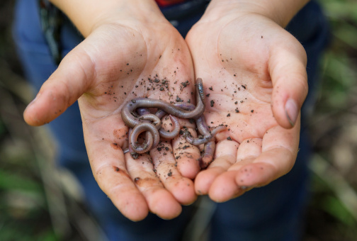 A young boy has been digging in the garden and found several earthworms.