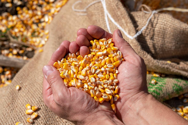 Handful of  Harvested Grain Corn Heart-Shaped Pile Farmer's rough hands holding corn kernels above a linen sack loaded with freshly harvested grain corn. Close up of peasant's hands with corn grains. crop yield stock pictures, royalty-free photos & images