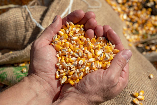Handful of Harvested Grain Corn Farmer's rough hands holding corn kernels above a linen sack loaded with freshly harvested grain corn. Close up of peasant's hands with corn grains. crop yield stock pictures, royalty-free photos & images
