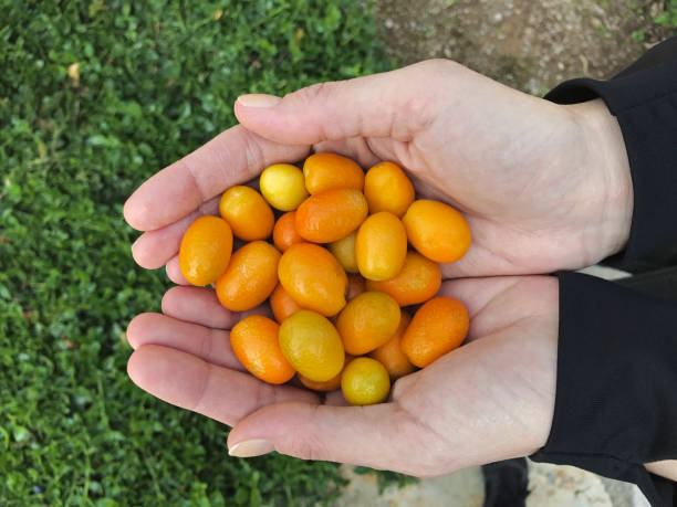 handful of kumquats woman holding handful of kumquats kumquat stock pictures, royalty-free photos & images