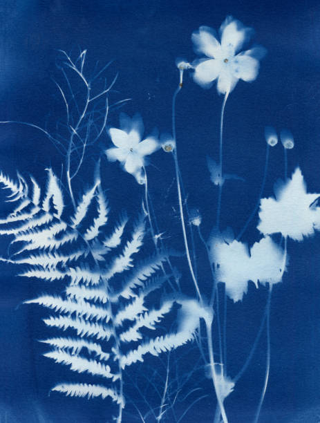 Handmade Cyanotype Print stock photo