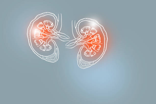 Handrawn illustration of human Kidneys on light grey background. stock photo