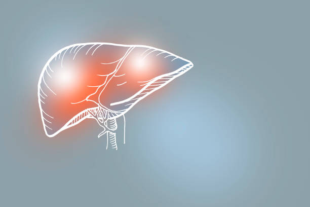 Handrawn illustration of human Liver on light gray background. stock photo