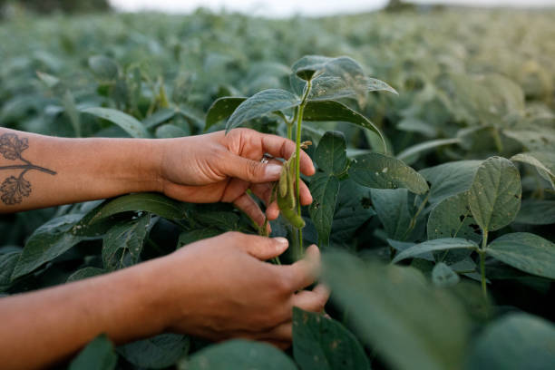 Hands cheking soy beans at a produce field stock photo