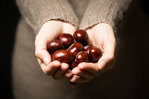 hands full of chestnuts woman's hands full of conkers horse chestnut seed stock pictures, royalty-free photos & images