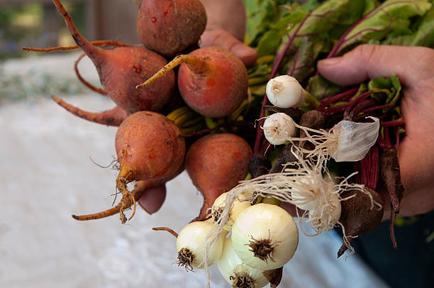 Hands holding a bunch of orange beets and onions stock photo