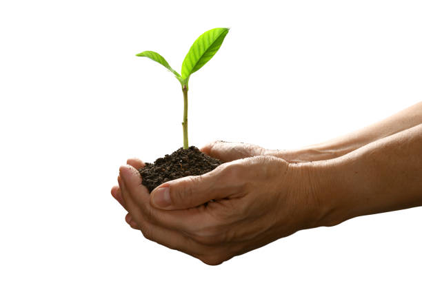 Hands holding and caring a green young plant isolated on white background stock photo