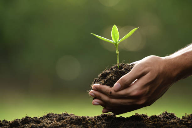 Hands holding and caring a green young plant Hands holding and caring a green young plant sapling stock pictures, royalty-free photos & images
