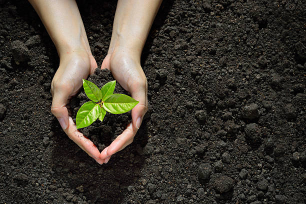 Hands holding and caring a green young plant stock photo