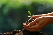 istock Hands holding and caring a green young plant 937601736