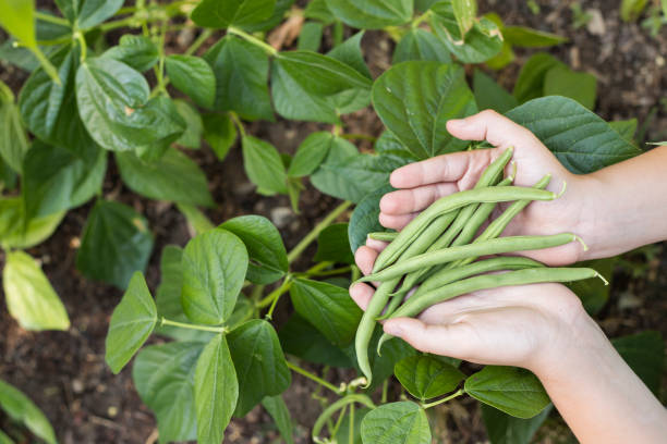 Hands holding freshly picked green beans above a green bean garden green beans and green bean plants in Boise, Idaho, USA green bean stock pictures, royalty-free photos & images