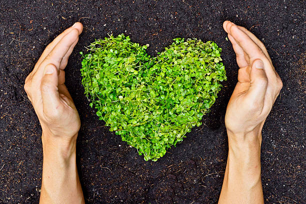 hands holding green heart shaped tree stock photo