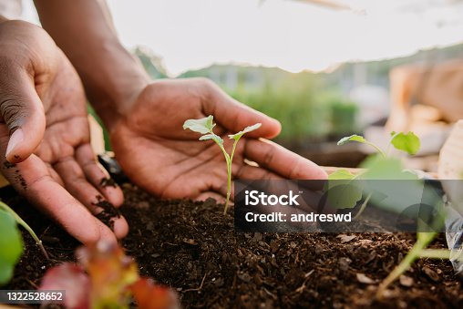 istock Hands holding plant over soil land, sustainability. 1322528652