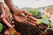istock Hands holding plant over soil land, sustainability. 1322528652