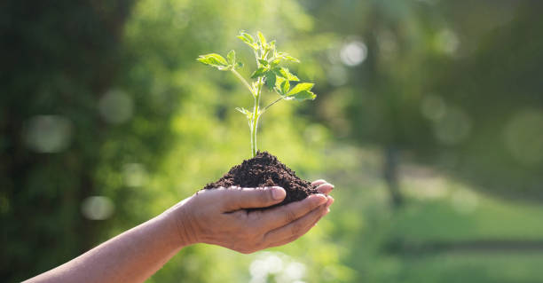 Hands holding young plants sprouting and growing on green nature background, Earth Day, new life growth ecology and business financial progress concept. Hands holding young plants sprouting and growing on green nature background, Earth Day, new life growth ecology and business financial progress concept. earth day stock pictures, royalty-free photos & images