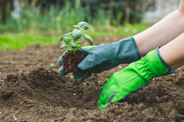 handen in handschoenen aanplant basilicum in flowerbed - basil plant stockfoto's en -beelden