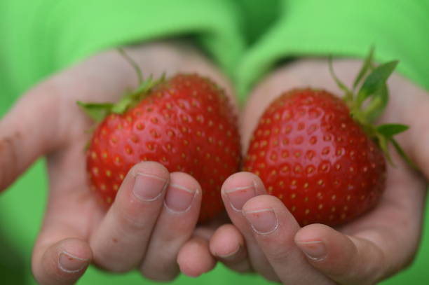 hands of a child offering huge strawberries stock photo