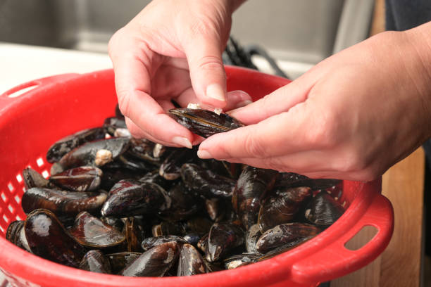 Hands of a woman checking and cleaning fresh mussels over a red plastic sieve in the kitchen, selected focus stock photo
