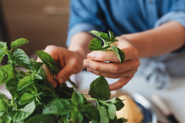 Hands of a Woman Plucking a Mint Leaf, a Close Up Anonymous woman using fresh mint in the kitchen. mint leaf culinary stock pictures, royalty-free photos & images
