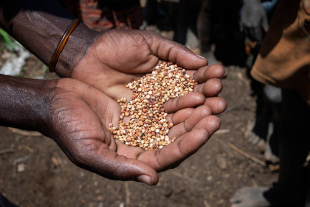 Hands of an African woman presenting Sorghum grain stock photo