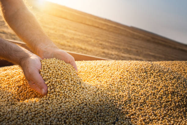 Hands of peasant holding soy beans after harvest stock photo