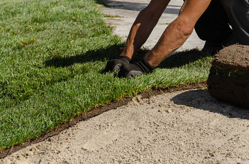 Hands of worker in gardening gloves laying sod. Applying green turf rolls, making new lawn in park