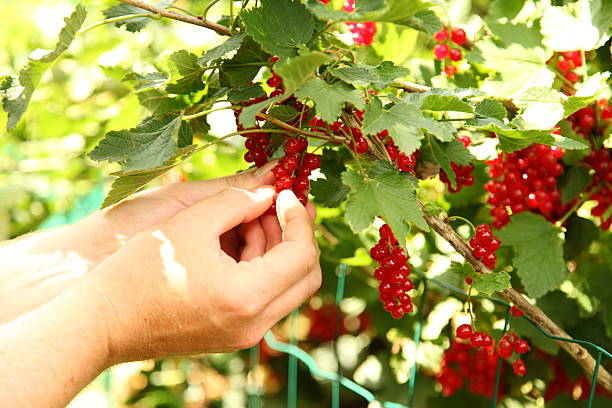 Hands picking ecological red currant berries. stock photo