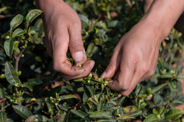 Hands picking up tea leaves in China stock photo