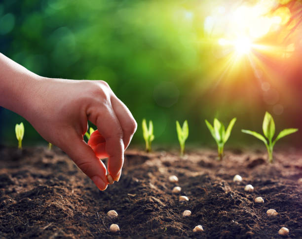 Hands Planting The Seeds Into The Dirt Hands Planting The Seedlings Into The Ground seed  stock pictures, royalty-free photos & images