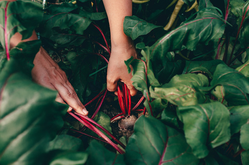 Caucasian woman's hands with beet during harvesting on farm. Bed in vegetable garden. Ecologically friendly products grown on farm. Organic Farm.