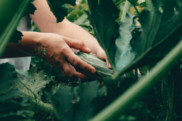 hands with zucchini during harvesting on farm. - squash sun bildbanksfoton och bilder