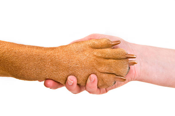 Handshake with a Dog stock photo