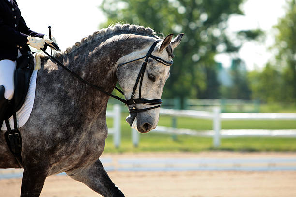 Handsome dapple gray dressage horse A very handsome dapple gray dressage horse trots into the ring at a show on a beautiful sunny day. erosion control stock pictures, royalty-free photos & images
