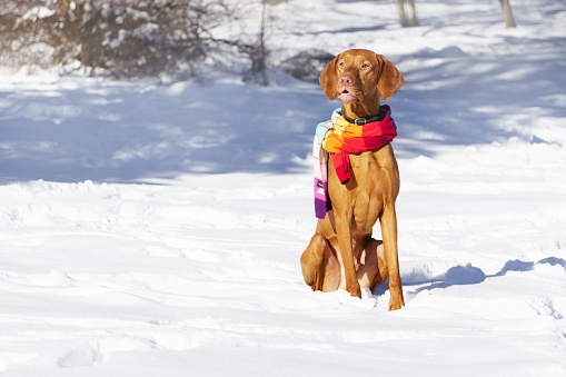 Handsome Hungarian Short Haired Pointing Dog Wearing Red Yellow