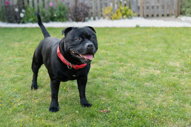 Handsome Staffordshire Bull Terrier dog standing in a garden. He is wearing a red collar. There is copy space. stock photo