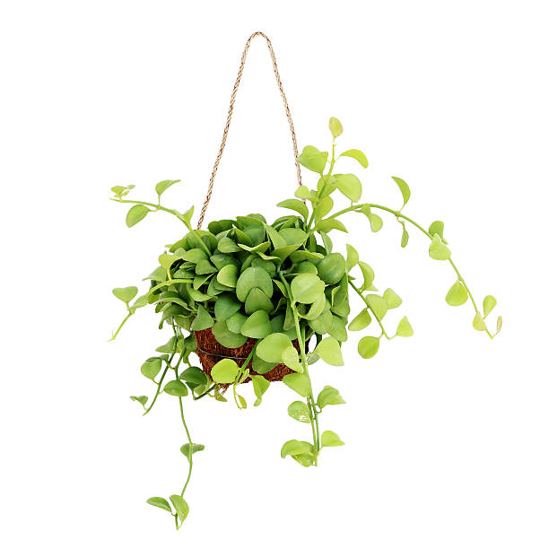 hanging basket plant isolated on white background - blomkorg blomdel bildbanksfoton och bilder